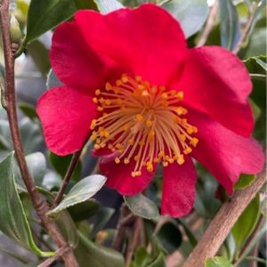 Camellia x vernalis 'Yuletide' 2L
